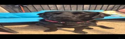 Labrador Retriever dogs for sale: Milo needs a new home  - Advert 1