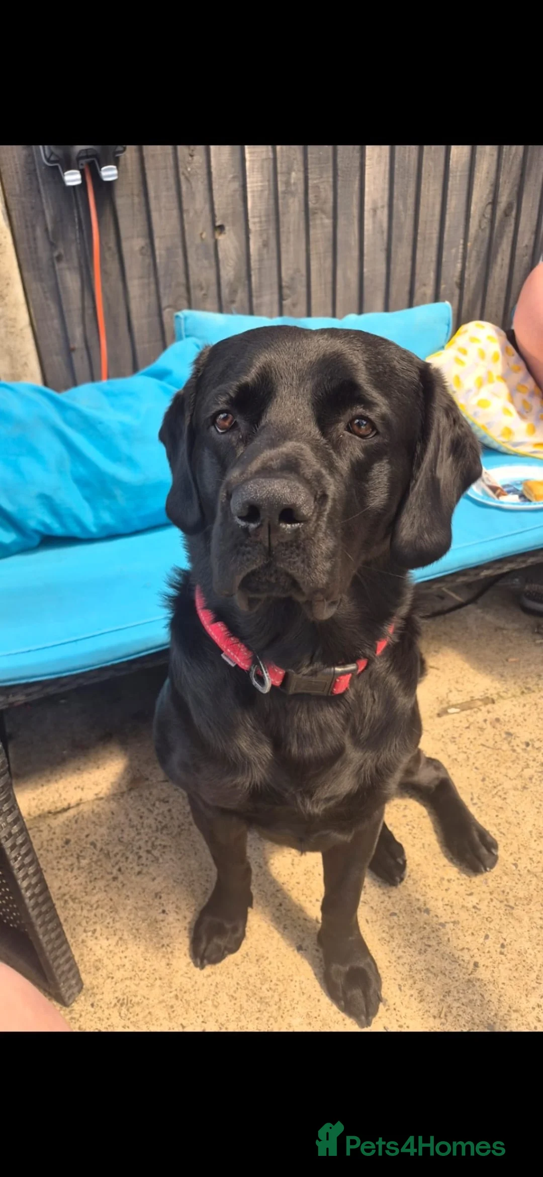 Labrador Retriever dogs for sale: Milo needs a new home  - Advert 1