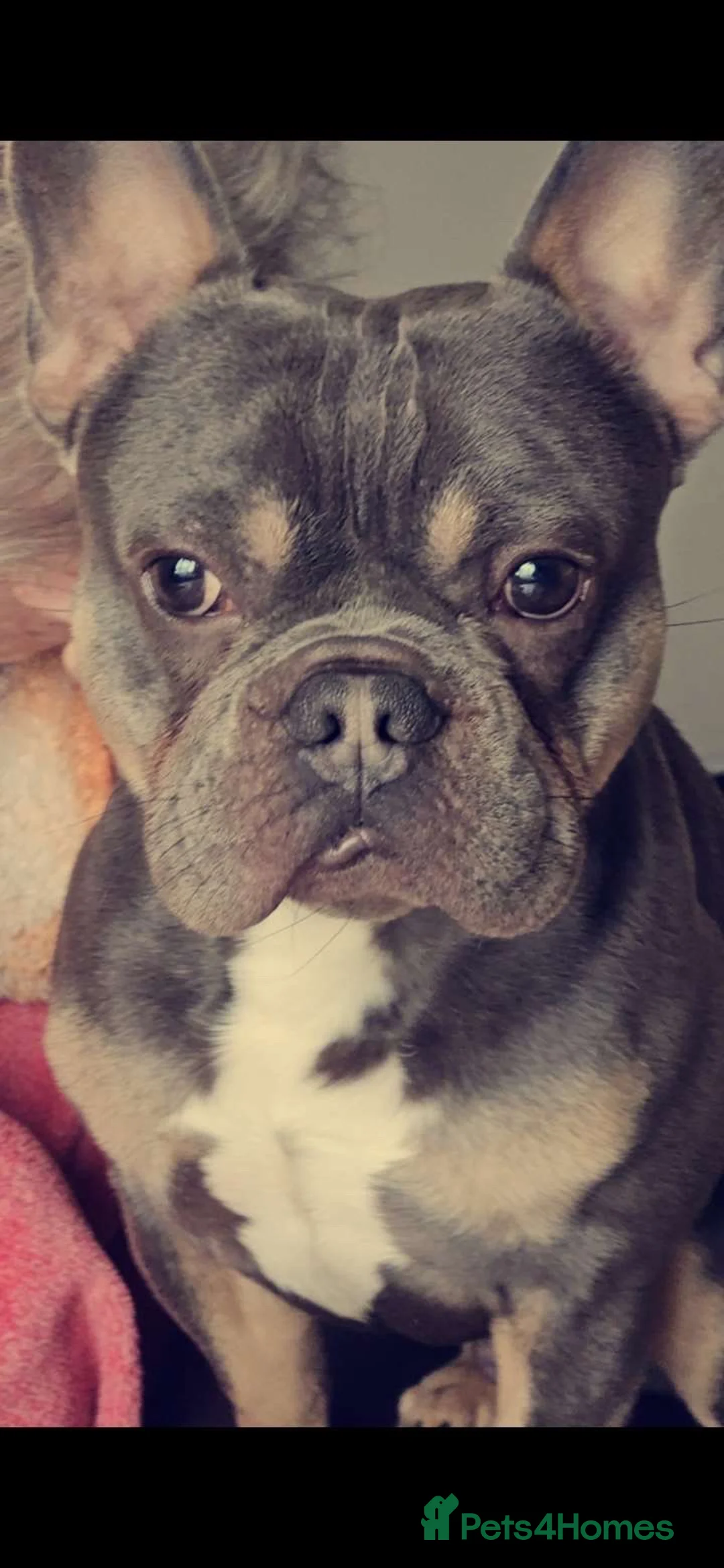 French Bulldog dogs for stud: STUD• Blue & tan French bulldog • STUD - Advert 4