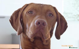 Hungarian Vizsla dogs for sale: KC Reg Hungarian Vizsla Puppies-Imported Lineage - Image 10