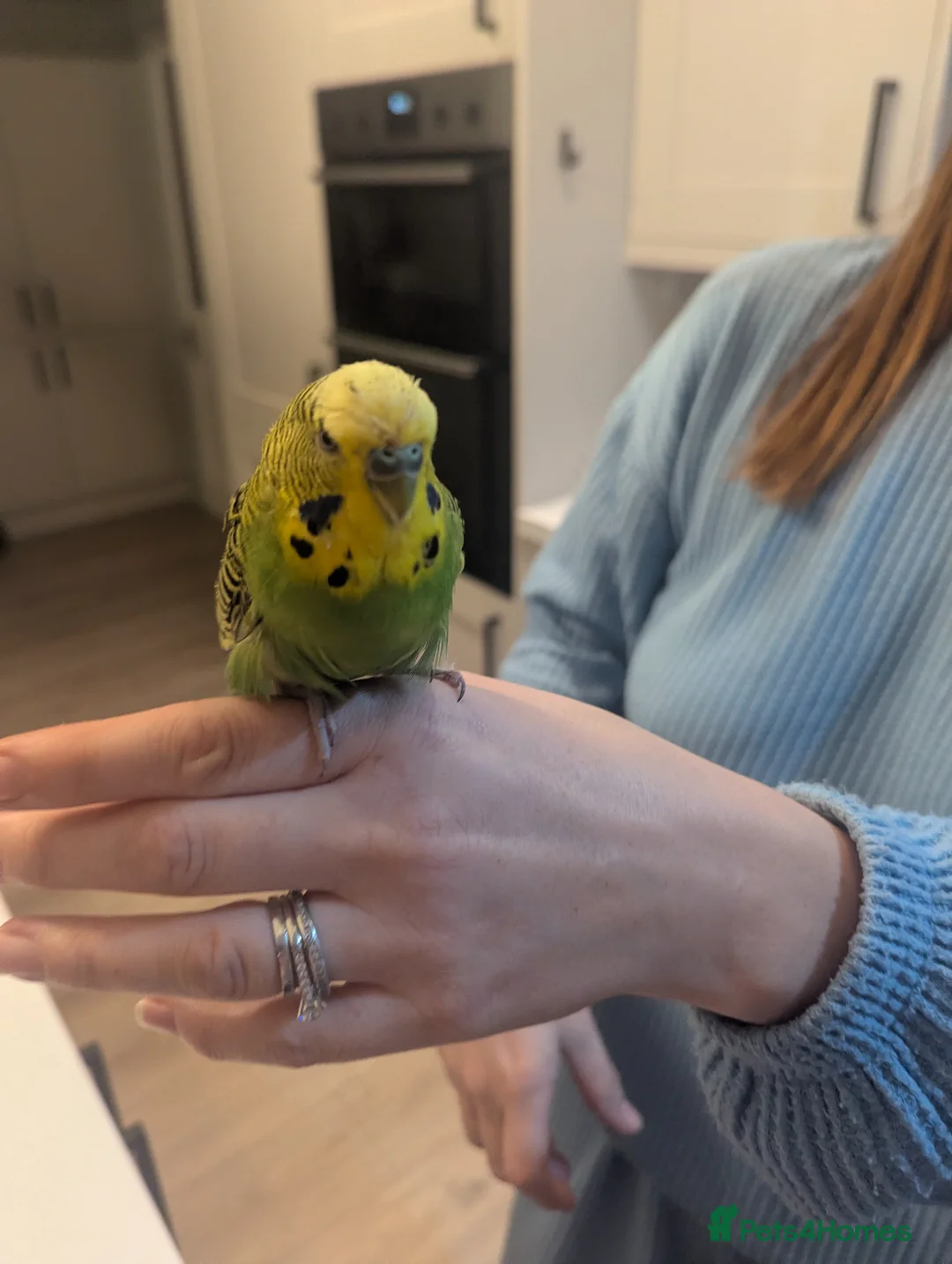 Budgerigars birds for sale: Boy budgie forsale in Chester - Advert 3