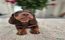 Dachshund dogs for sale: READY TO LEAVE Miniature dachshund puppies PRA CLR - Image 8