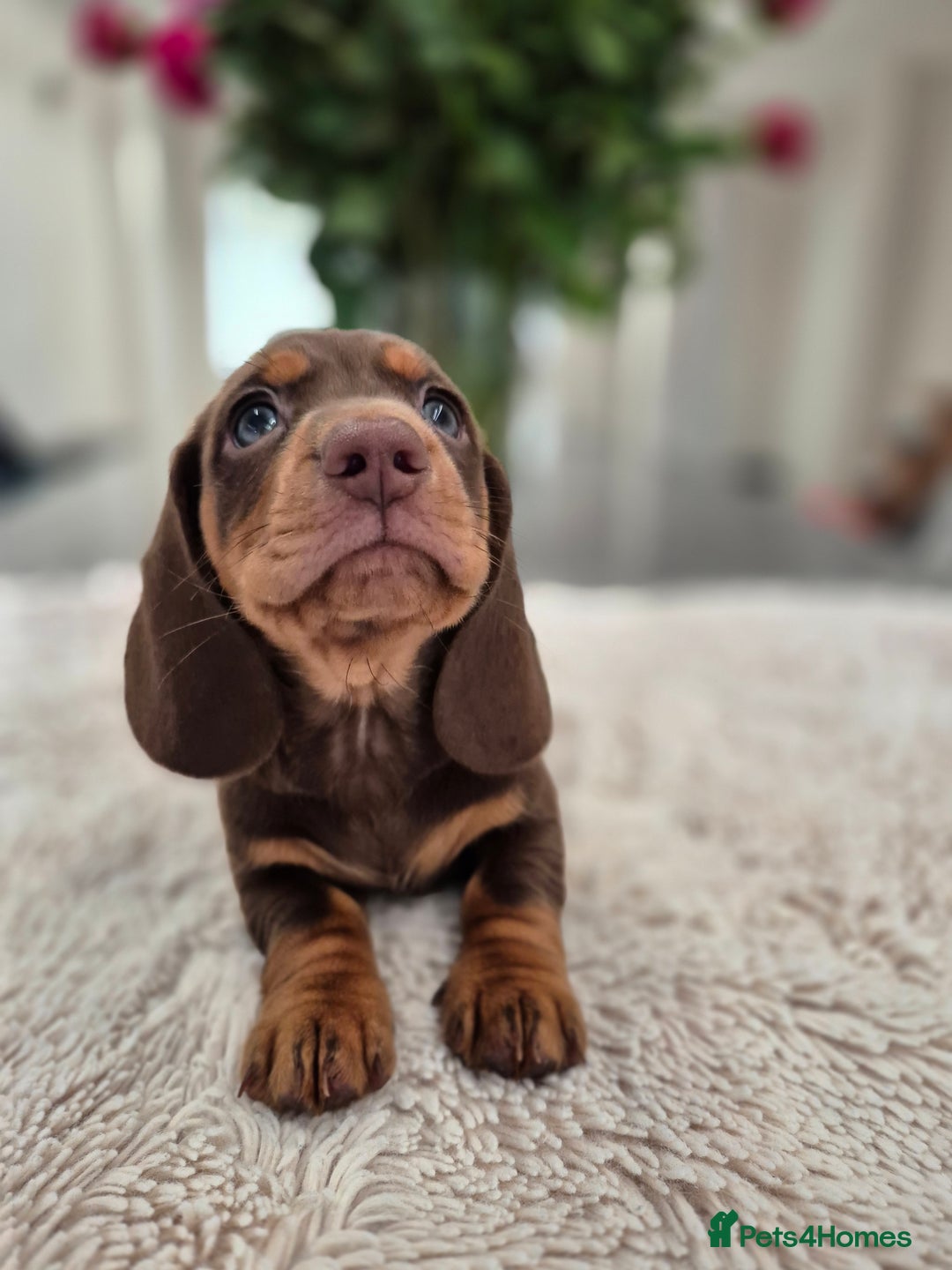 Dachshund dogs for sale: READY TO LEAVE Miniature dachshund puppies PRA CLR - Image 8