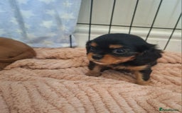 Cavalier King Charles Spaniel dogs for sale: Kc reg health tested parents 🩷💙 - Image 4