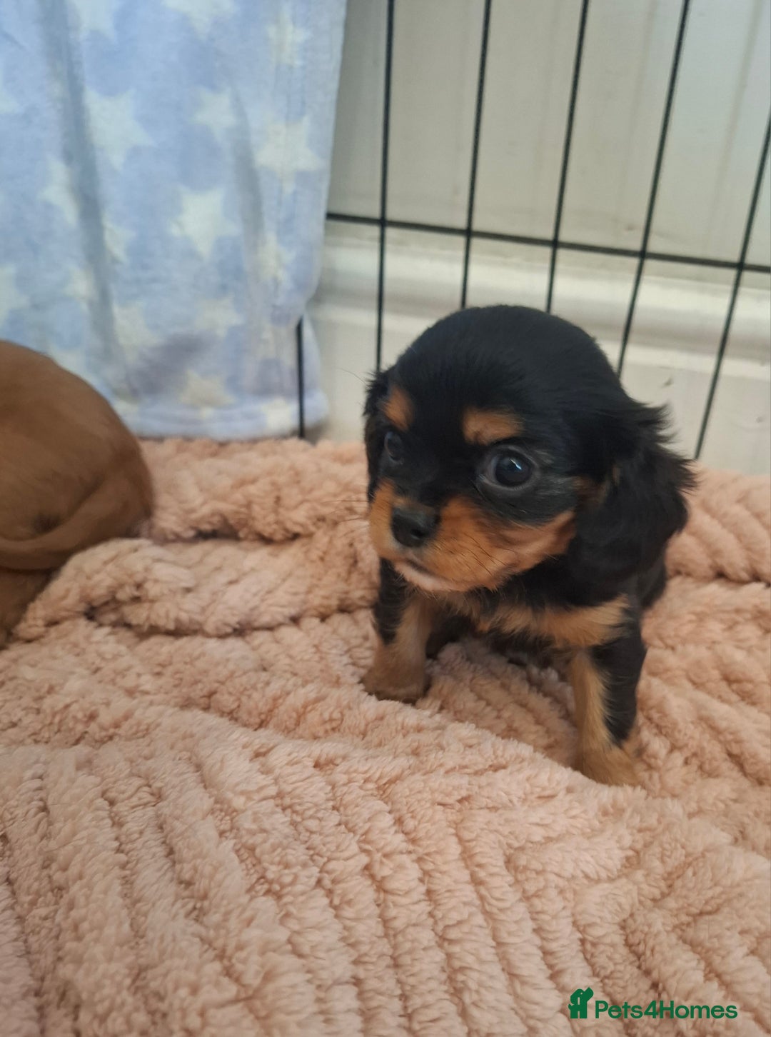 Cavalier King Charles Spaniel dogs for sale: Kc reg health tested parents 🩷💙 - Image 4