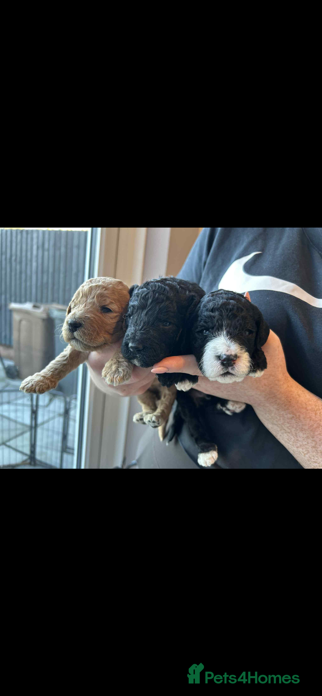 Mixed Breed dogs for sale: Beautiful miniature labradoodle puppies  - Advert 1