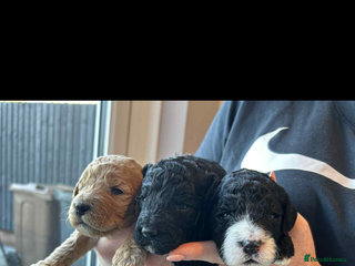 Mixed Breed dogs Beautiful miniature labradoodle puppies - Advert 7