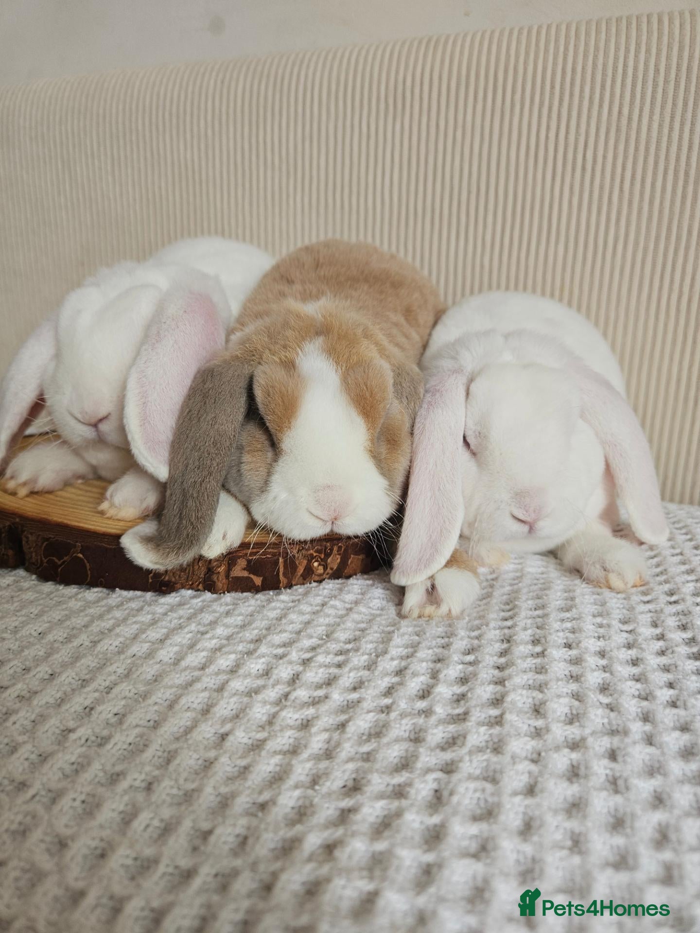 Mini Lop rabbits 🩷Purebred mini plush lop teddy bears🩵🧸 - Advert 2