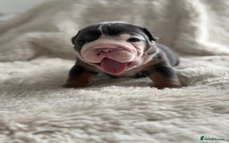 English Bulldog dogs for sale: *REDUCED* English Bulldog Puppies - Image 30