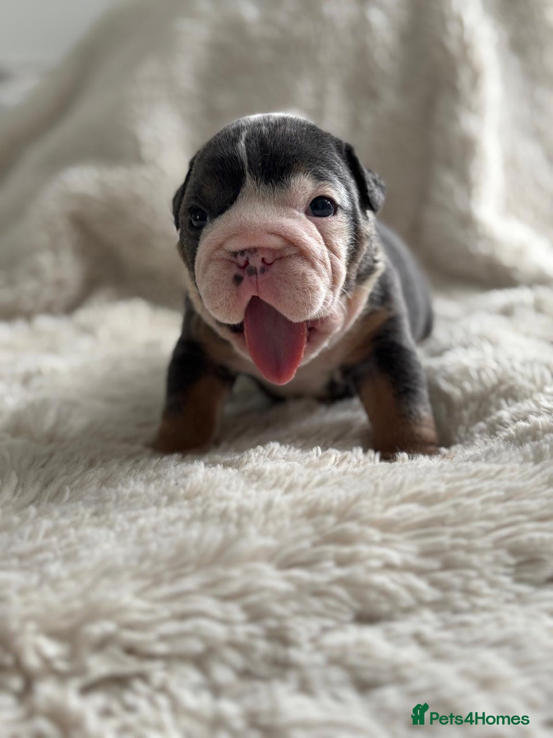 English Bulldog dogs for sale: *REDUCED* English Bulldog Puppies - Image 30