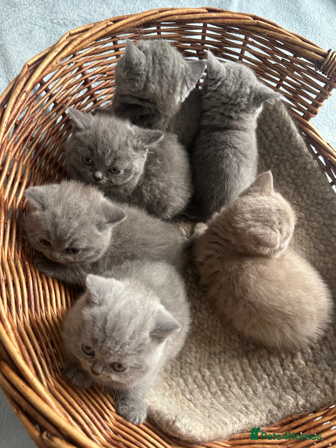 British Shorthair cats for sale: British Shorthair GCCF-registered Kittens  - Advert 1