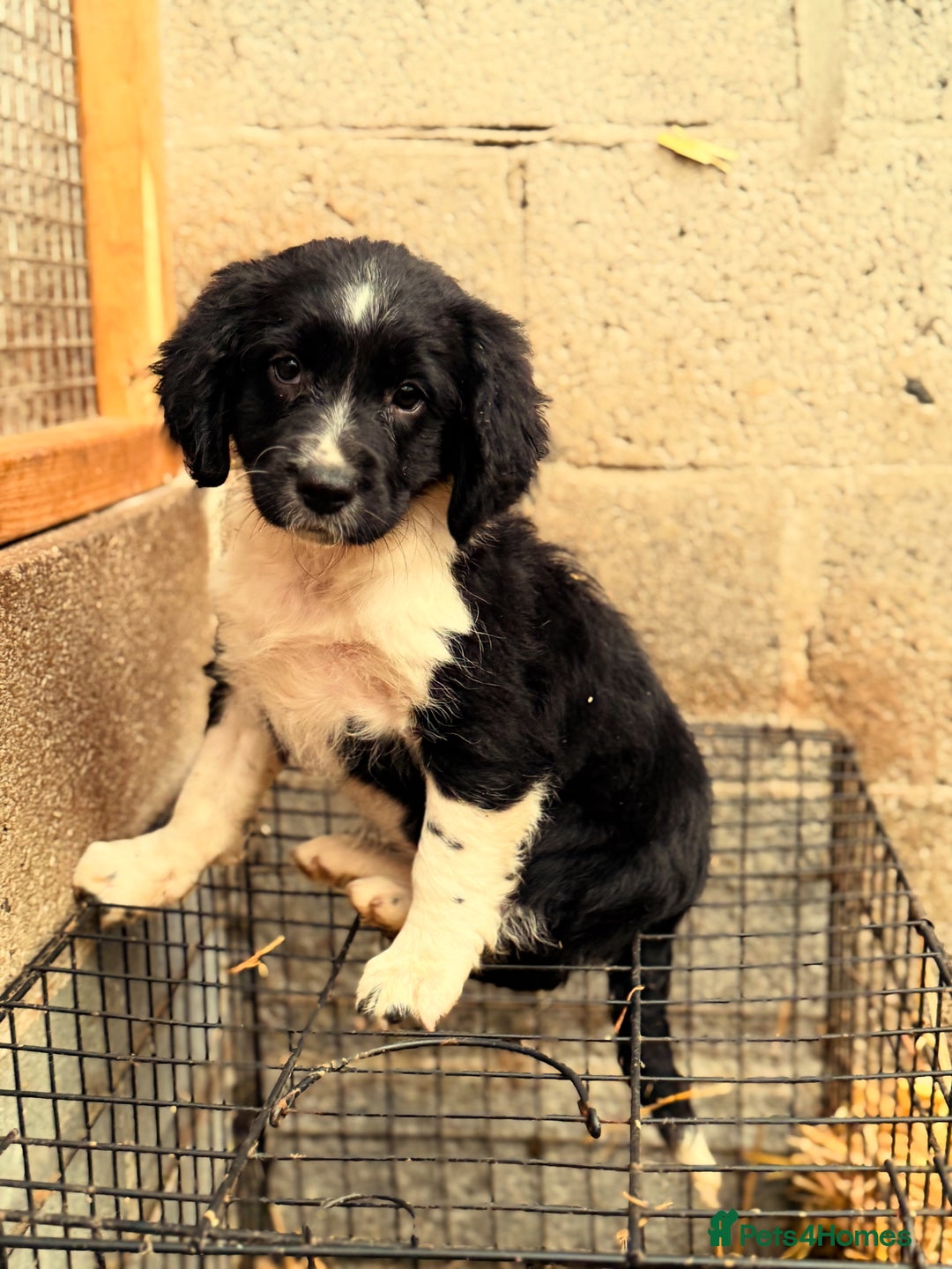 Sprollie dogs for sale: 3 Gorgeous Sprollies for sale - Image 4