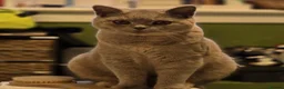 British Shorthair cats for sale: British shorthair kittens in Edinburgh - Advert 2