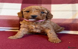 Labradoodle dogs for sale: Adorable Miniature Labradoodle F1bb Puppies🤩 - Image 4