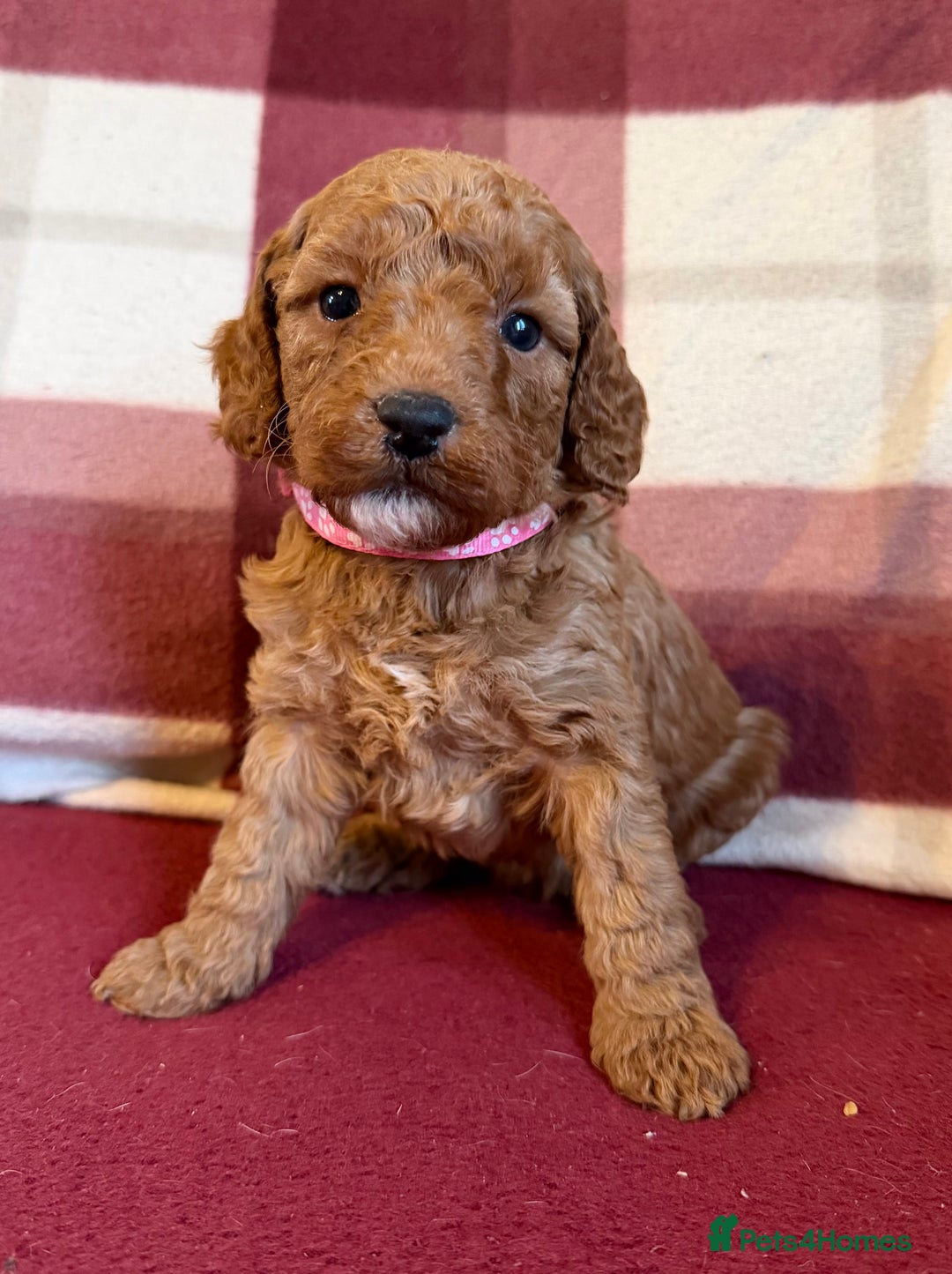 Labradoodle dogs for sale: Adorable Miniature Labradoodle F1bb Puppies🤩 - Image 4