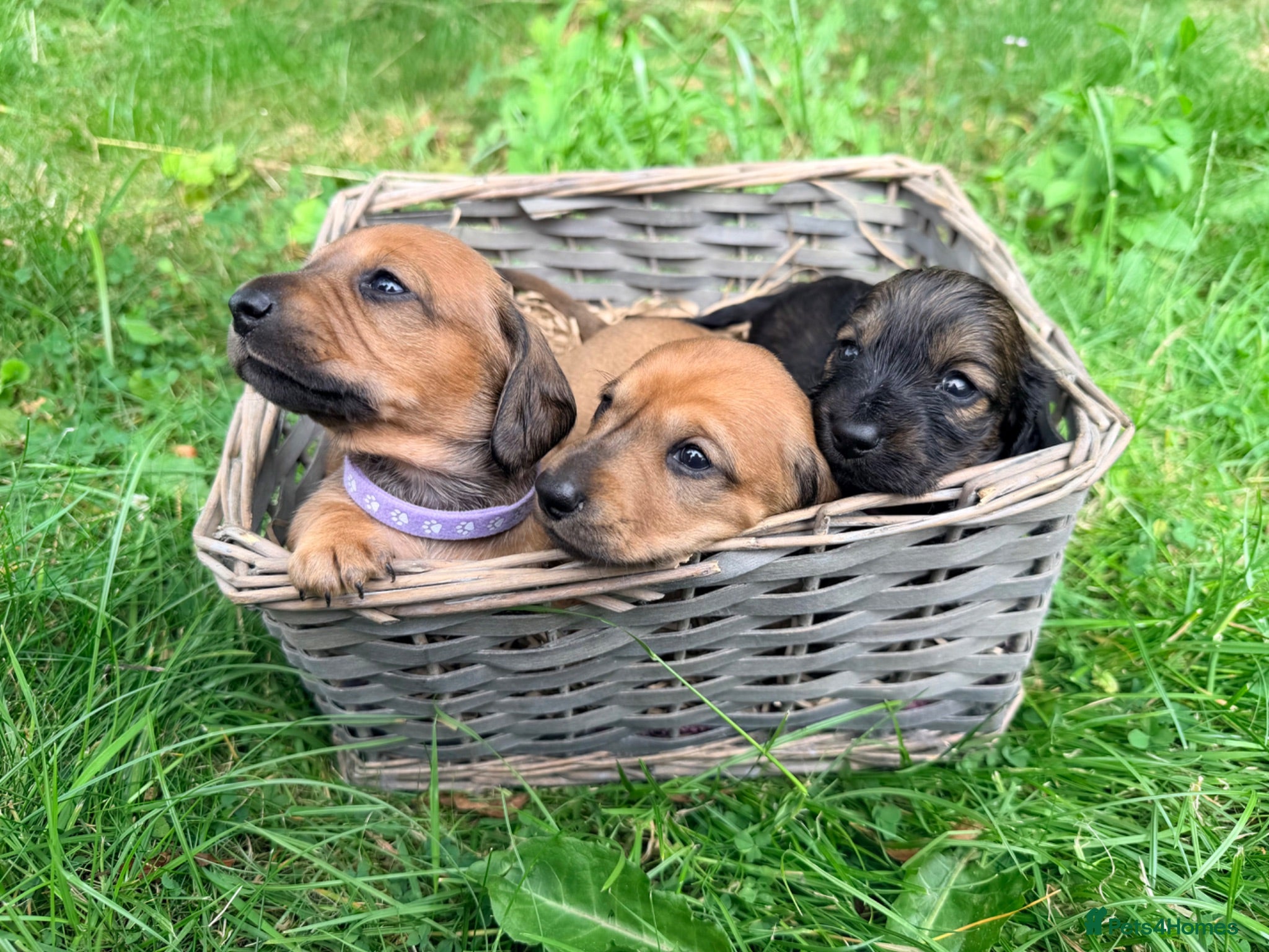 Miniature Dachshund dogs 5 Mini Smooth & 2 Mini Long Haired Dachshunds - Advert 2