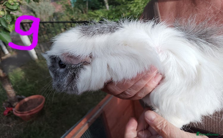 Guinea Pig rodents - Advert 1