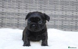 Mixed Breed dogs for sale: French bulldog X imperial shih tzu  - Image 13