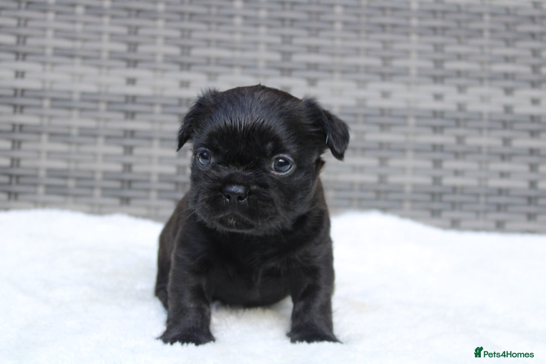 Mixed Breed dogs for sale: French bulldog X imperial shih tzu  - Image 13
