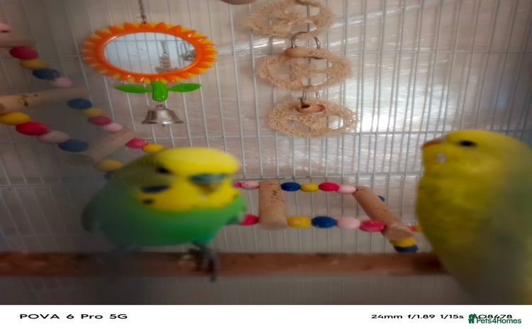 Lovebirds birds - Advert 1