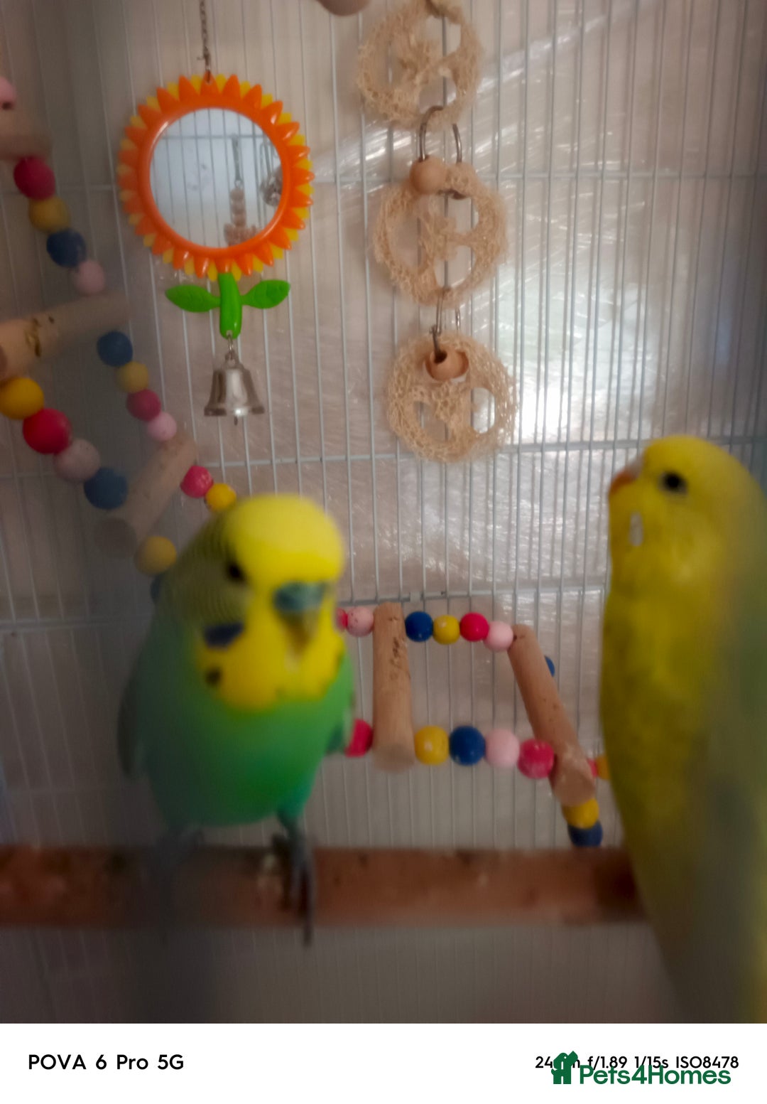 Lovebirds birds for sale: GU84SS  - Image 1