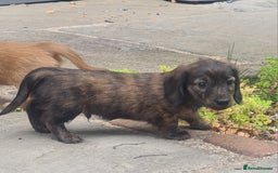 Miniature Dachshund dogs for sale: Miniature Longhaired Dachshund Puppies  - Image 11