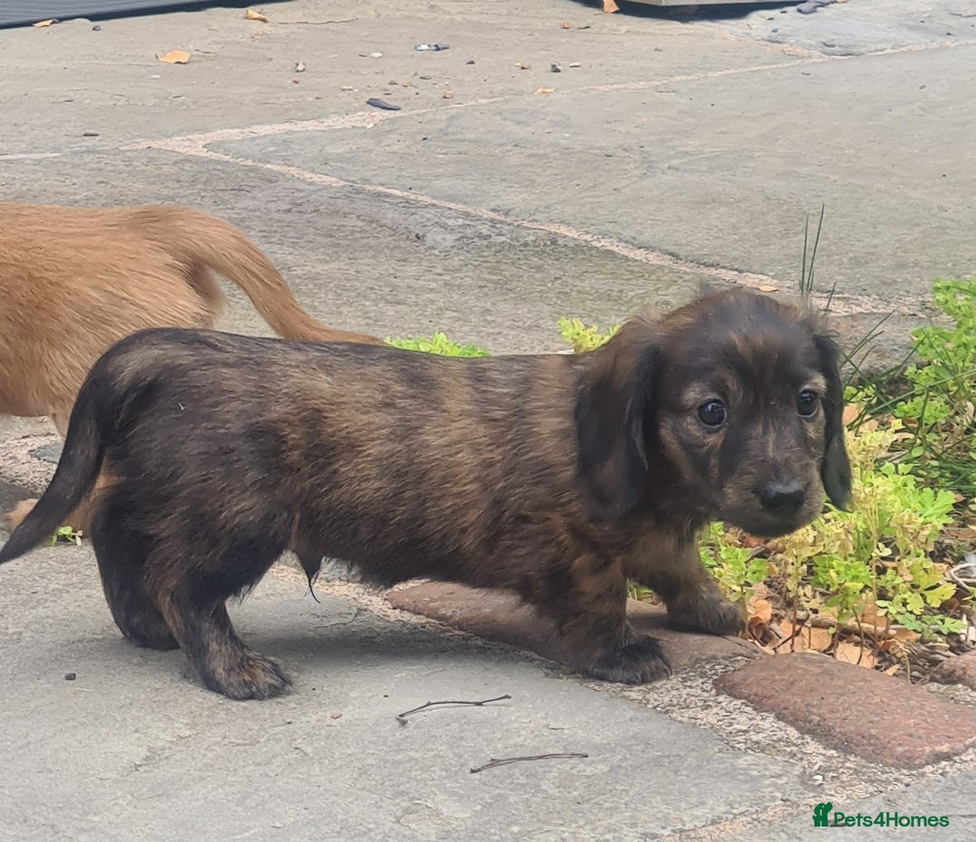Miniature Dachshund dogs for sale: Miniature Longhaired Dachshund Puppies  - Image 11