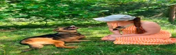 Mixed Breed dogs for adoption: ❤️ SHANNY ❤️ – WELL BALANCED, KIND AND DEVOTED  - Advert 7