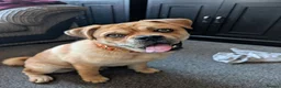 Mixed Breed dogs for sale: New home for buddy - Advert 6