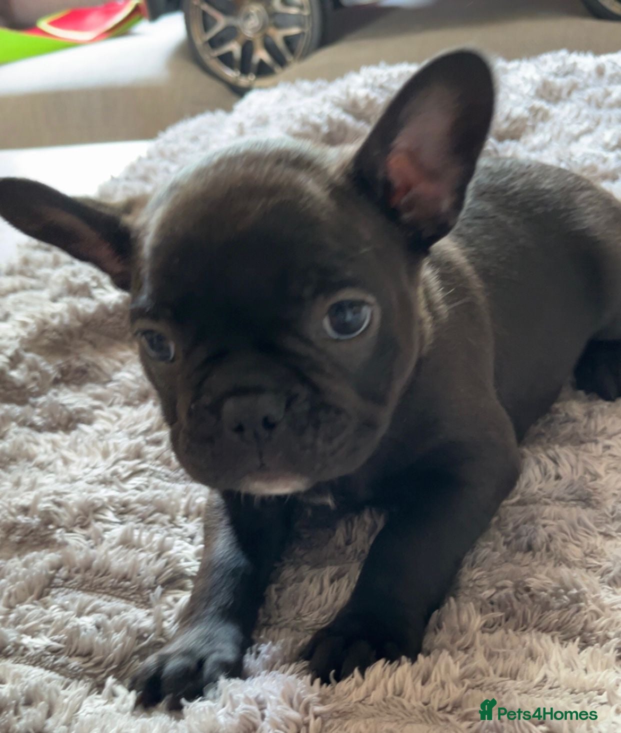 French Bulldog dogs X3 French bulldog puppies - Advert 16