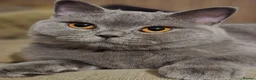 British Shorthair cats for sale: Beautiful Blue Active Queen – GCCF Registered - Advert 13