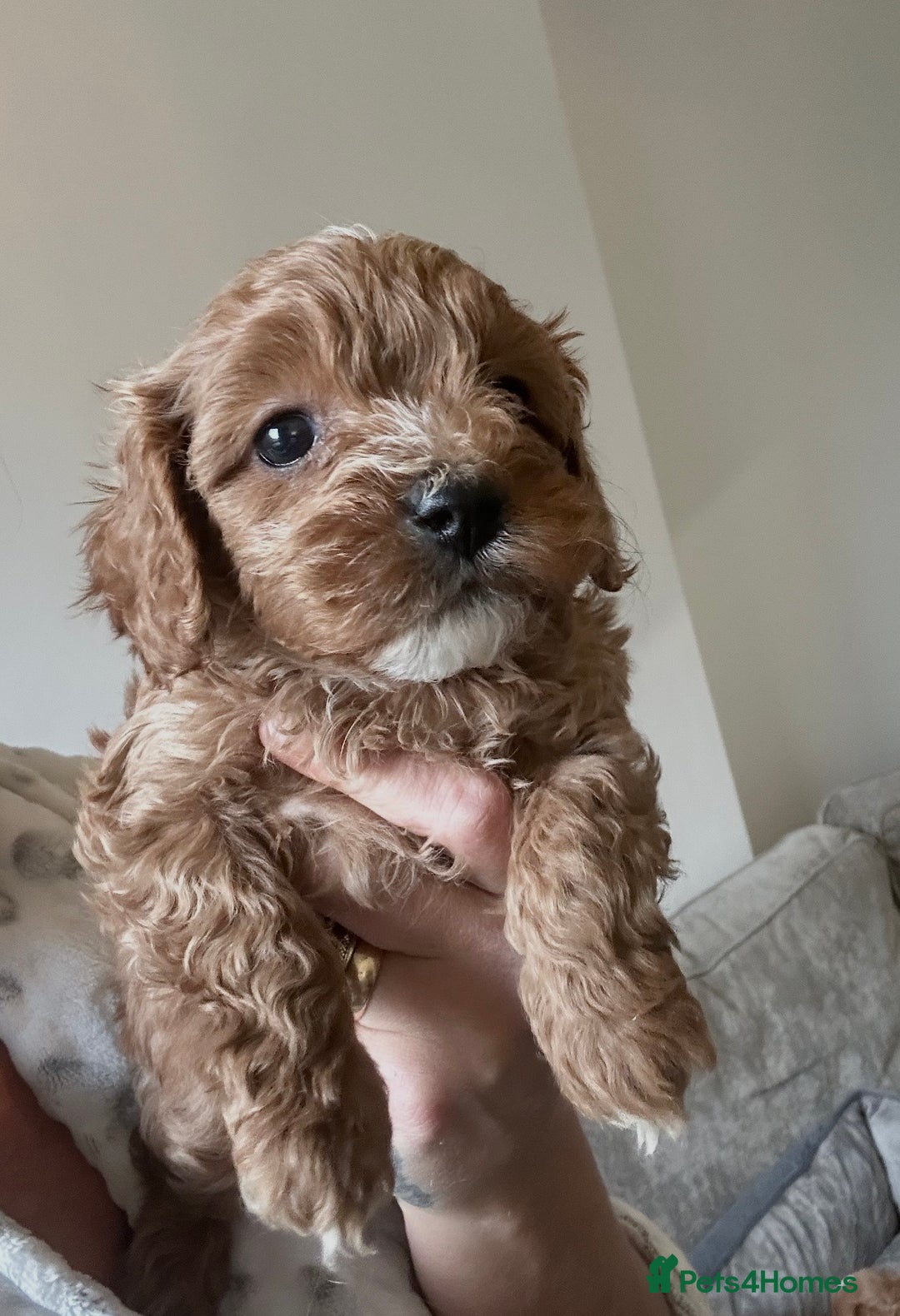 Cavapoo dogs for sale: Fully health tested Cavapoos’s  - Advert 14