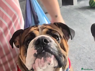 English Bulldog dogs - Advert 1