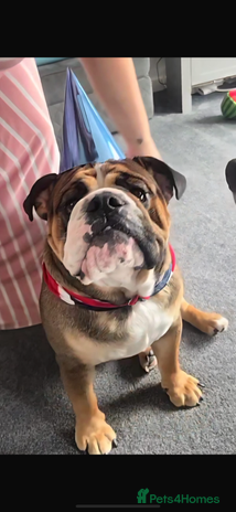 English Bulldog dogs - Advert 1