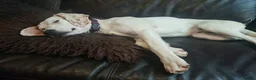 Mixed Breed dogs for sale: Handsome Paddy in Addlestone - Advert 5