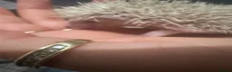 Pygmy Hedgehog rodents for sale: Pygmy hedgehogs  - Advert 6
