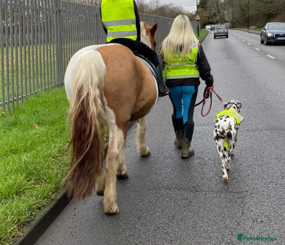 Dalmatian dogs for sale: Dalmatian puppies for sale - Advert 14