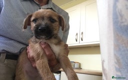 Mixed Breed dogs for sale: Six lovely Borderjack puppies available - Image 7