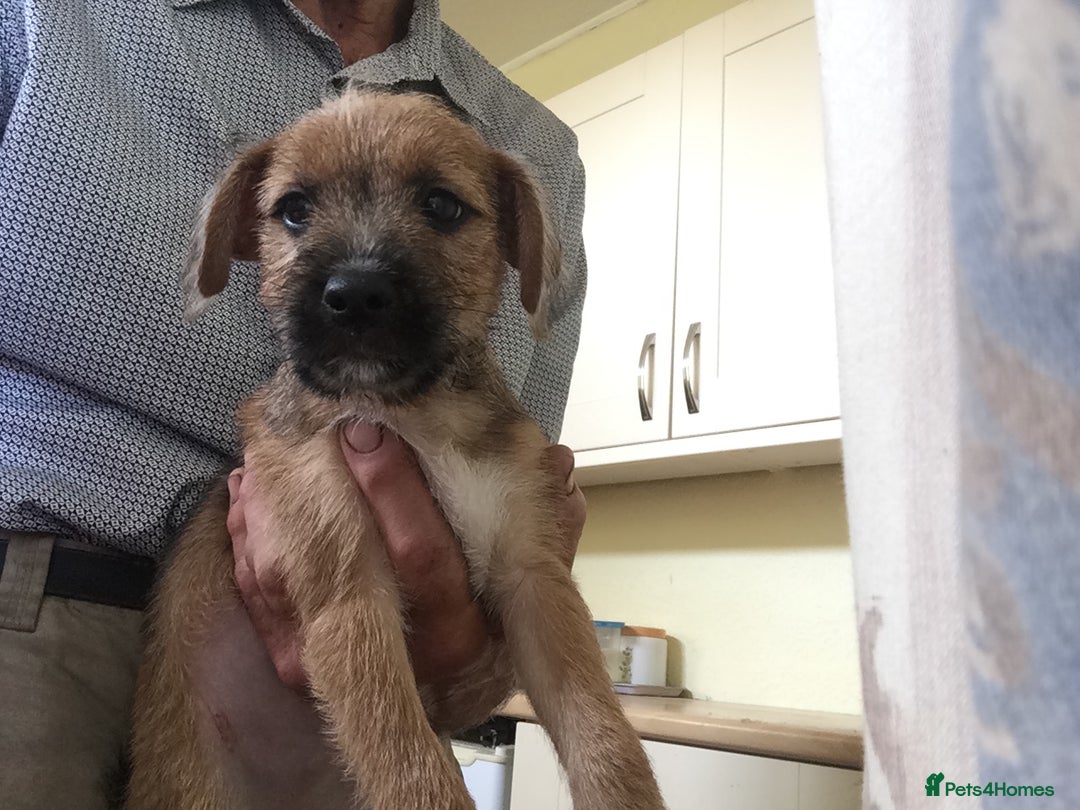 Mixed Breed dogs for sale: Six lovely Borderjack puppies available - Image 7