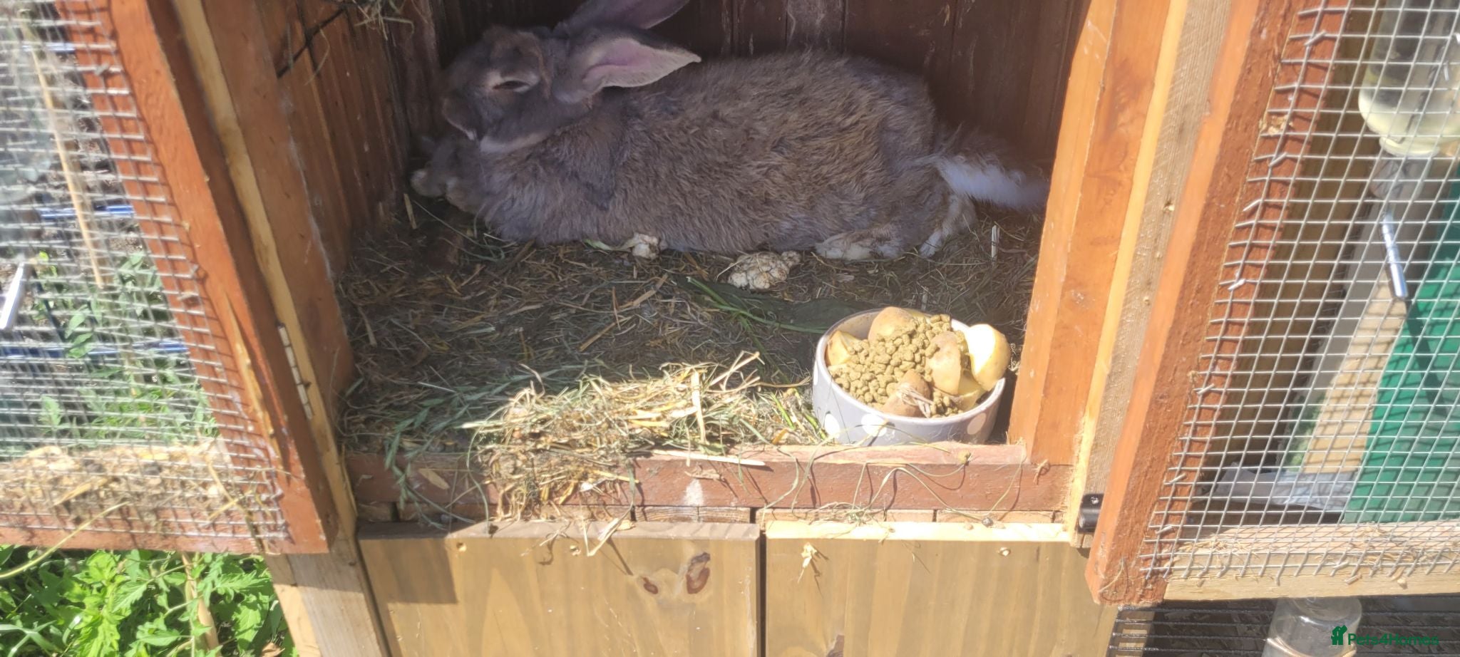 Mixed Breed rabbits Continetal  giant - Advert 2