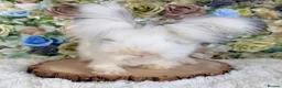 Angora rabbits for sale: Vaccinated Angoras ~ Ready Now in Plymouth - Advert 5