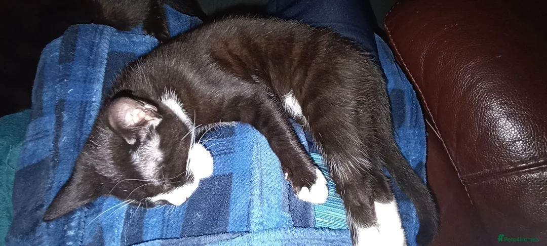 Mixed Breed cats for sale: Fluffy kittens looking for their forever homes in Hull - Advert 2