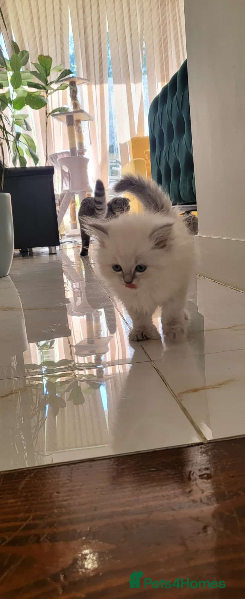Ragdoll cats 4  wonderful ragdoll kitten looking for happy Homy - Advert 2
