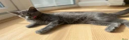 Domestic Shorthair cats for sale: Grey cat  - Advert 6