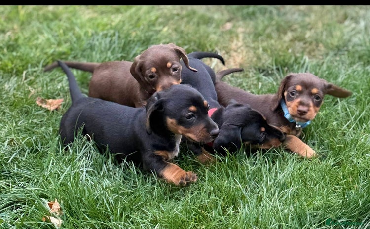 Mixed Breed dogs - Advert 6