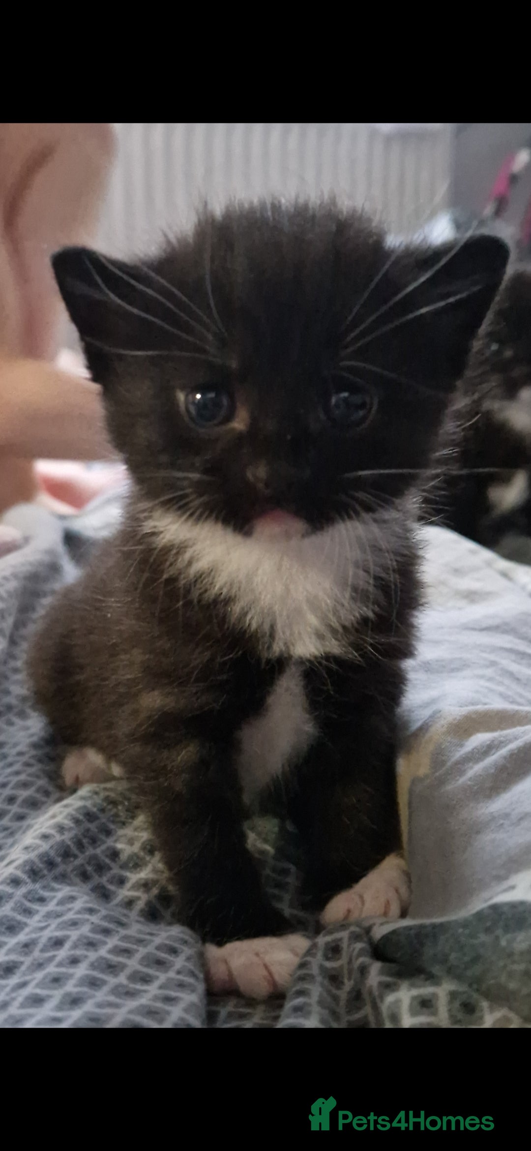 Mixed Breed cats for sale: Three beautiful male kittens available - Advert 4