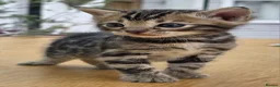 Bengal cats for sale: 🐆 2 BEAUTIFUL TICA BENGAL GIRLS – £1,200 EACH 🐆 - Advert 24
