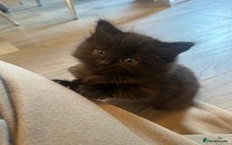 Ragdoll cats for sale: Reserved - Image 23