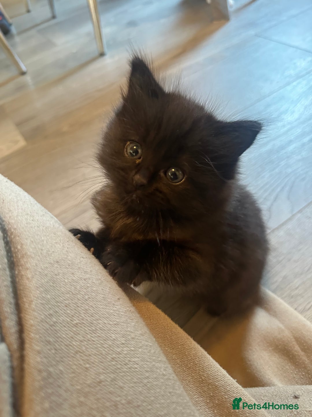 Ragdoll cats for sale: Reserved - Image 23