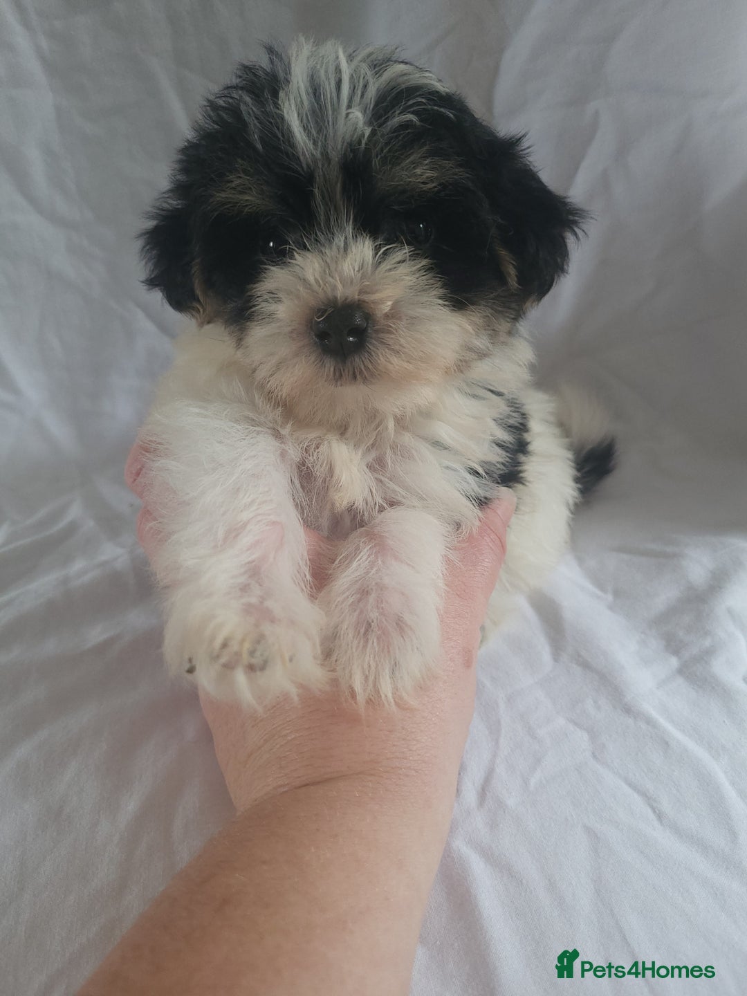 Morkie dogs for sale: Morkie puppies 5 🌟licence breeder  - Image 6